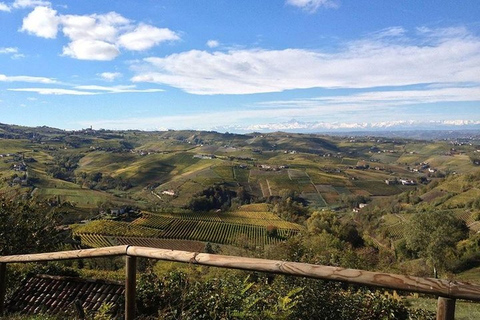 Langhe & Monferrato: Vineyard Tour and Wine Tasting