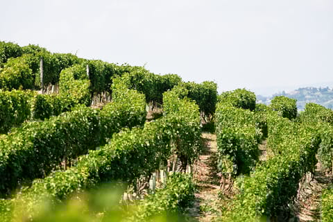 Langhe & Monferrato: wijngaardtour en wijnproeverij