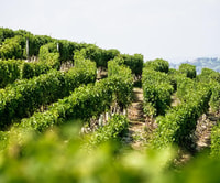 Langhe & Monferrato, visite du vignoble et dégustation de vins - Hizvo