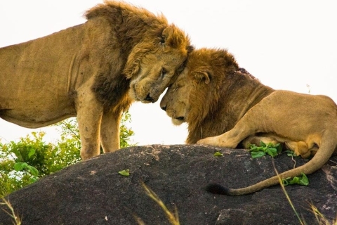 Kampala: 15-tägige ugandische Safari mit Abholung und Rückgabe15 Tage Uganda Safari