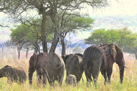 Kampala: safari en Uganda de 15 días con recogida y devoluciónSafari de 15 días en Uganda