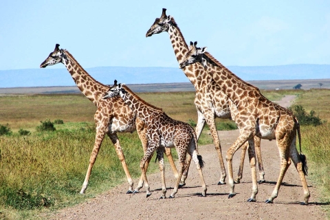 Kampala: Safari ougandais de 15 jours avec prise en charge et retourSafari de 15 jours en Ouganda