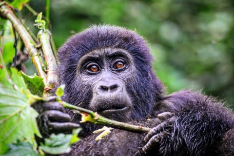 From Kigali: Volcanoes National Park Gorilla Trek with Lunch