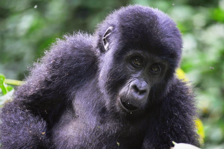 Van Kigali: Volcanoes National Park Gorilla Trek met lunch