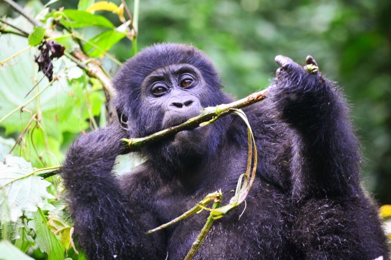 Von Kigali aus: Volcanoes National Park Gorilla Trek mit Mittagessen