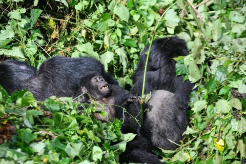 Von Kigali aus: Volcanoes National Park Gorilla Trek mit Mittagessen