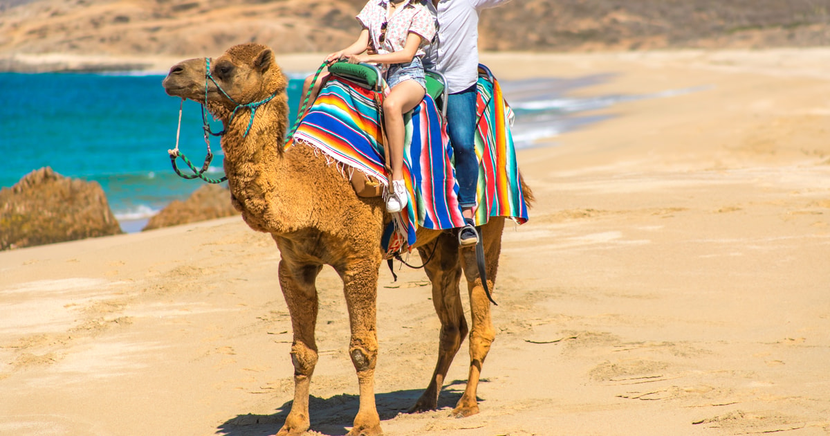 Cabo Beach: Desert Camel Tour con Mega Burrito e Tequila | GetYourGuide