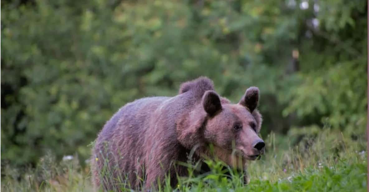 Day Trip & Bear watching in the Land of Volcanoes | GetYourGuide