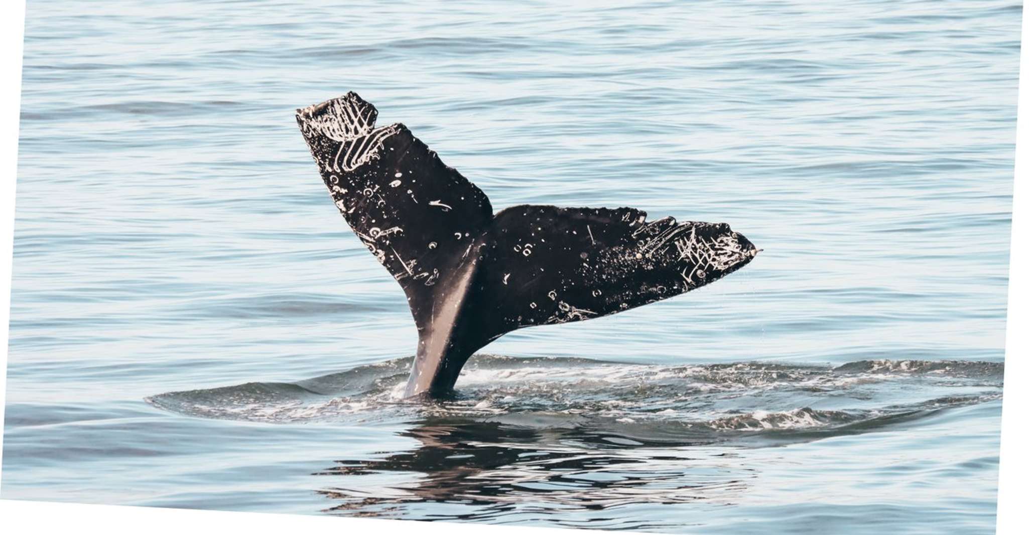 Vancouver Whale Watching Safari - Hizvo