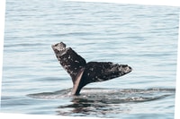 Vancouver Whale Watching Safari - Hizvo
