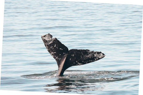 Safari d'observation des baleines à VancouverObservation des baleines à Vancouver - une expérience incroyable