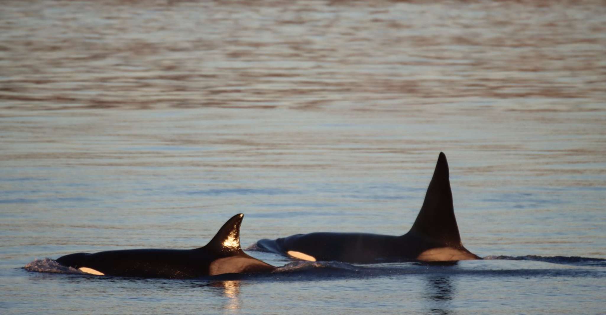 Vancouver Whale Watching Safari - Hizvo