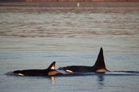 Vancouver Whale Watching Safari - Hizvo