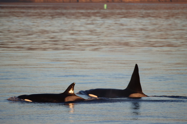 Vancouver: Safari z pokazem orekObserwowanie orek oceanicznych - niesamowite doświadczenie