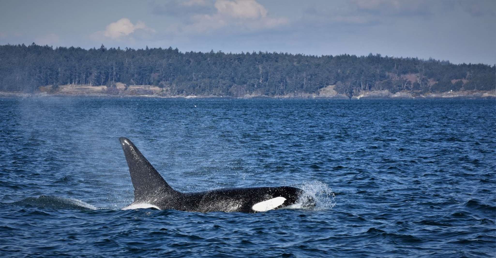 Vancouver Whale Watching Safari - Hizvo