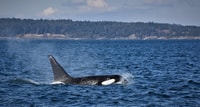Vancouver Whale Watching Safari - Hizvo