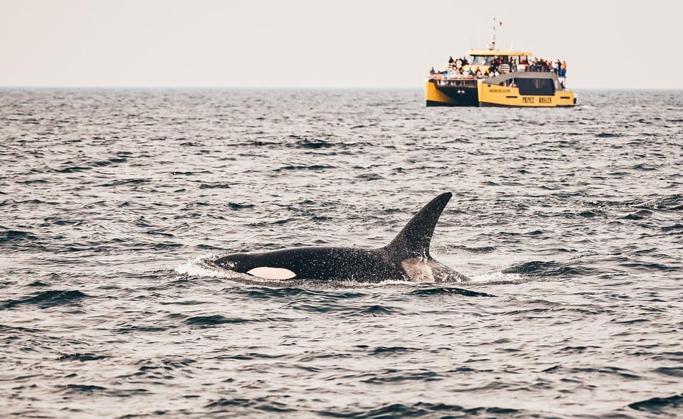 Vancouver Whale Watching Safari - Hizvo