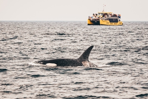 Safari d'observation des baleines à VancouverObservation des baleines à Vancouver - une expérience incroyable