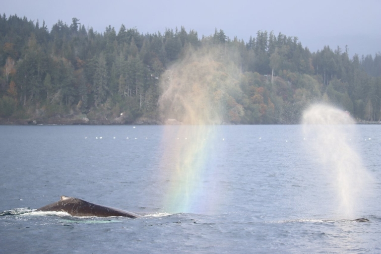 Vanuit Vancouver: orka's spotten op bootsafari