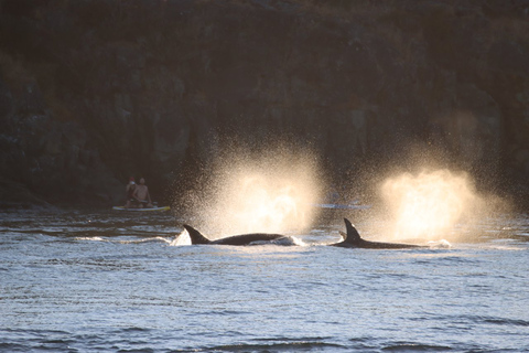 Vanuit Vancouver: orka's spotten op bootsafari