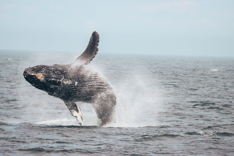 Vancouver: safari marino per ammirare le balene