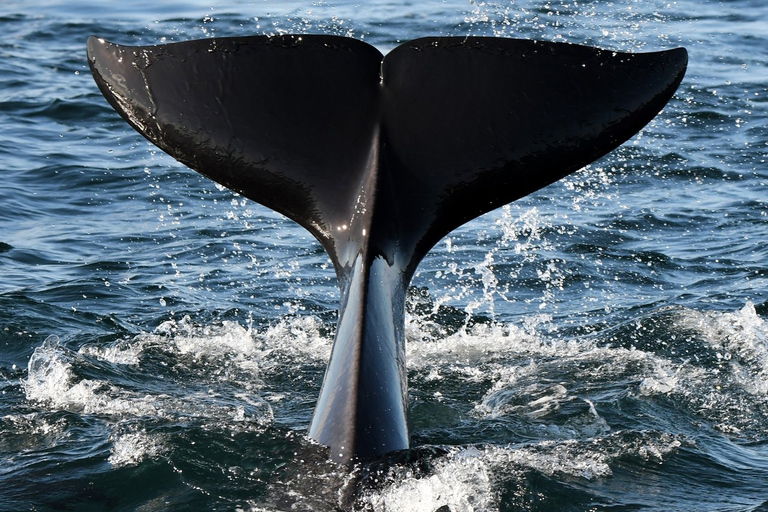 Vancouver: safari marino per ammirare le balene