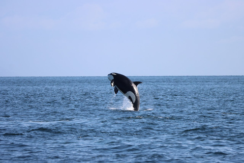 Vancouver: safari marino per ammirare le balene