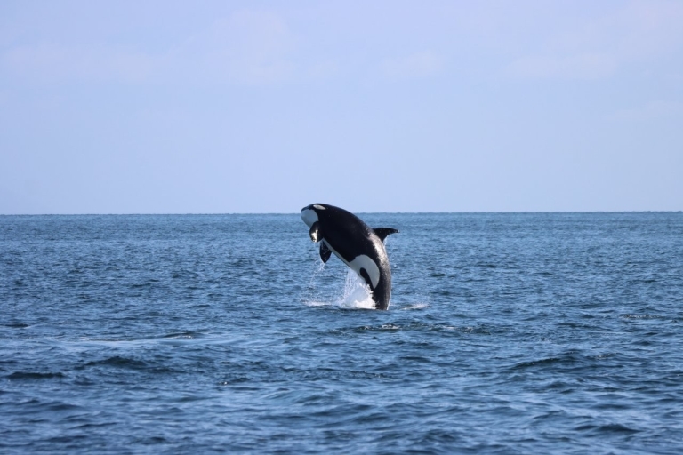 Vanuit Vancouver: orka's spotten op bootsafari