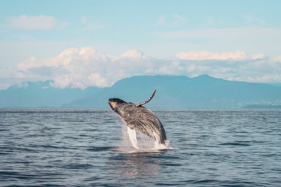 Vancouver Whale Watching Safari 