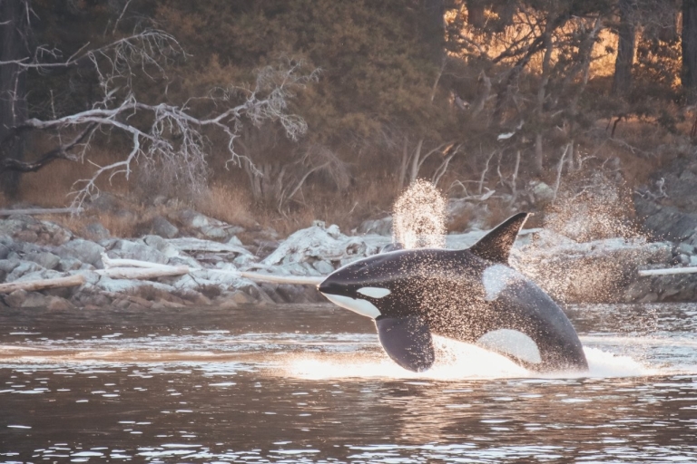 Z Vancouver: obserwacja wielorybów i wycieczka do Wiktorii hydroplanem