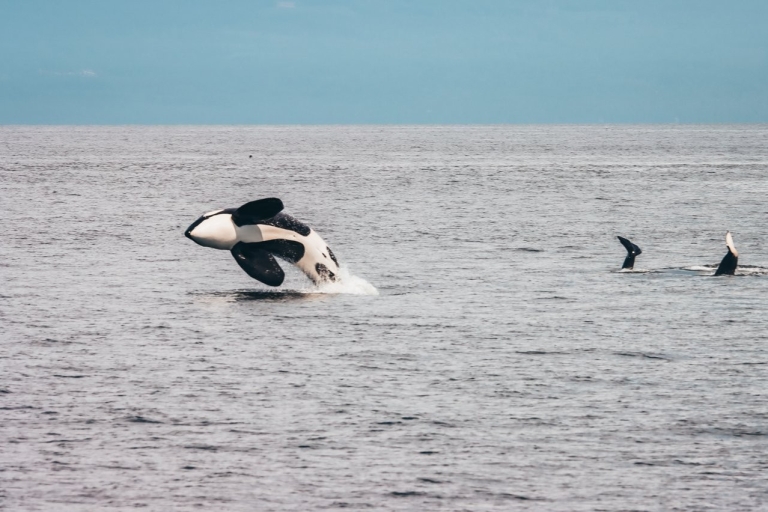 De Vancouver: observation des baleines et voyage à Victoria en hydravion