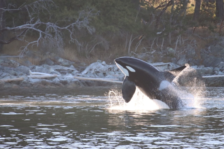 Desde Vancouver: avistamiento de ballenas y viaje a Victoria en hidroavión