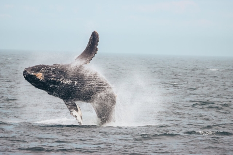 Van Vancouver: walvissen spotten en Victoria-reis per watervliegtuig