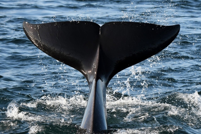 Desde Vancouver: avistamiento de ballenas y viaje a Victoria en hidroavión