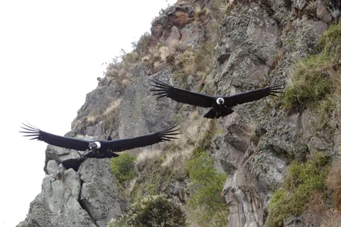 Da Quito: Escursione guidata di un giorno all'Antisana e all'osservazione dei condor