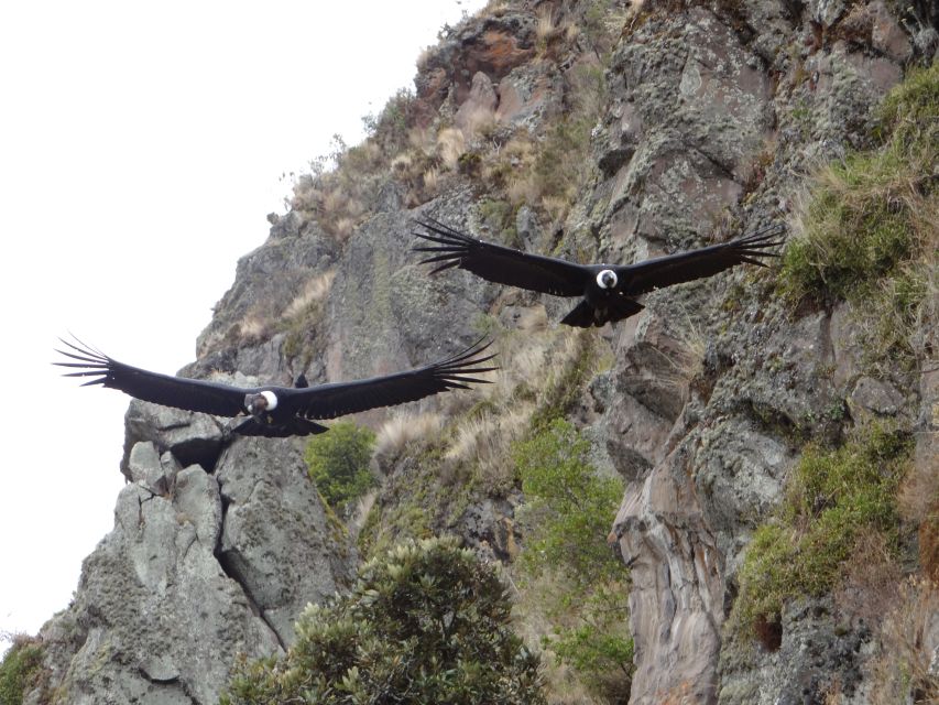 From Quito: Antisana and Condor Watching Guided Day Trip