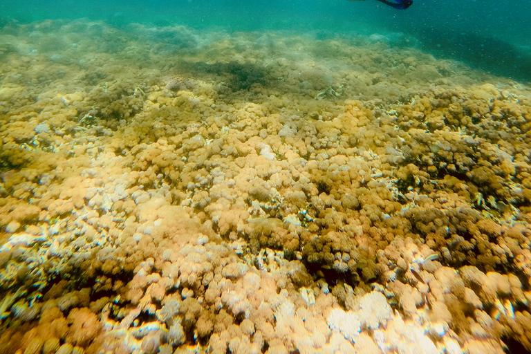 Lombok: Gili Islands Snorkeling Tour with Hotel Pickup Provate snorkling gili island with camera underwater