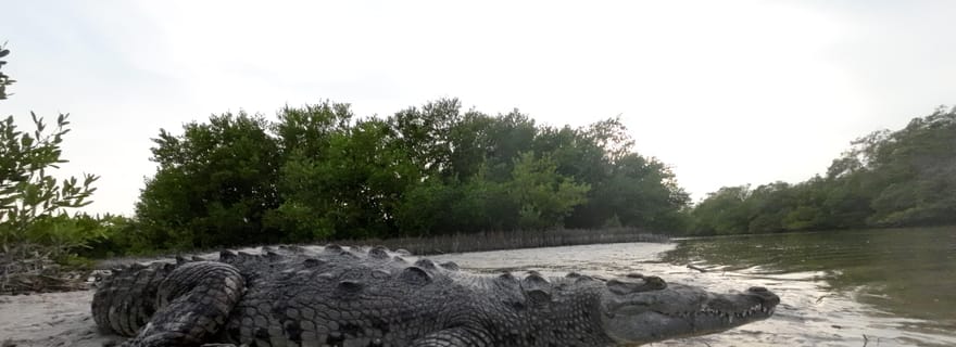 Desde Holbox : SunSea- SUNSET Kayak