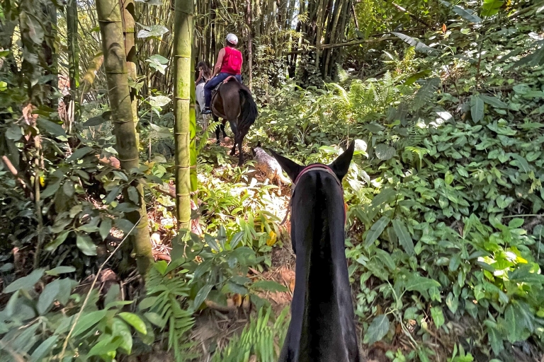 Paraty: balade à cheval et forêt de 3 heures dans la forêt pluviale