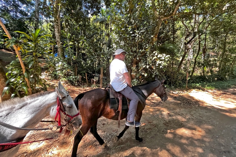 Paraty: 3-Hour Rainforest Horseback Ride & Waterfall Tour