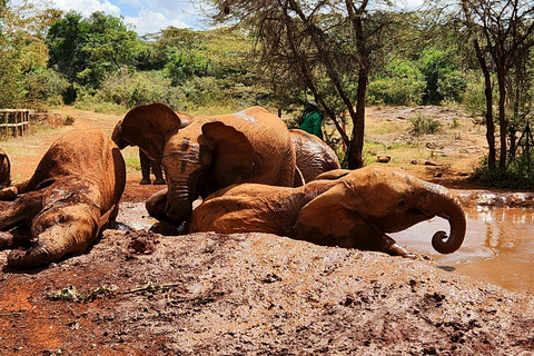 Nairobi: Elephant Orphanage Trust and Giraffe Center Tour