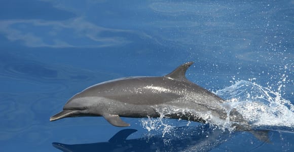 Vrsar: Bootstour zur Delfinbeobachtung mit Getränken