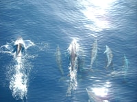 VRSAR, Dolphin Regarder la visite en bateau, y compris les boissons - Housity