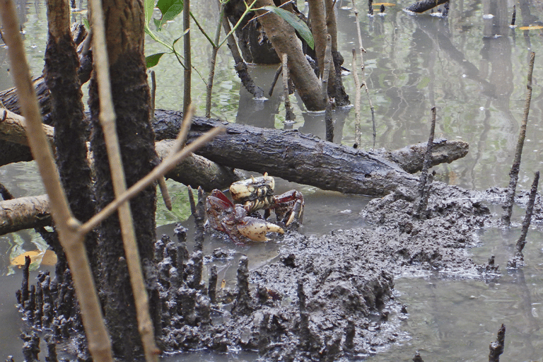 Baie de Paraty : Demi-journée de visite des mangroves et des plages en kayak