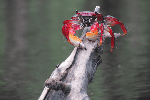 Baie de Paraty : Demi-journée de visite des mangroves et des plages en kayak