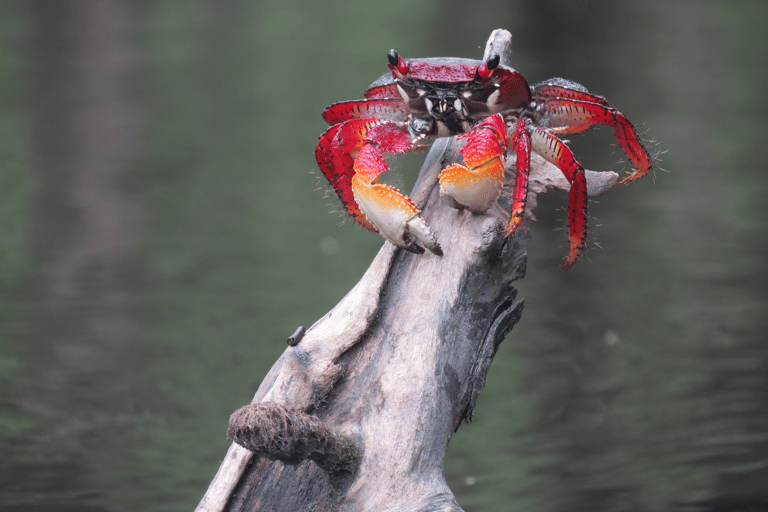 Paraty Bay: Half-Day Mangroves and Beaches Tour by Kayak