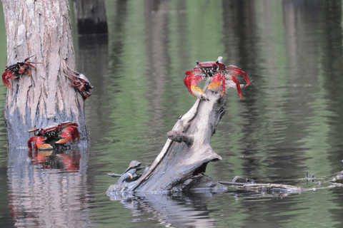 Baie de Paraty : Demi-journée de visite des mangroves et des plages en kayak