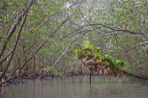 Paraty Bay: Half-Day Mangroves and Beaches Tour by Kayak