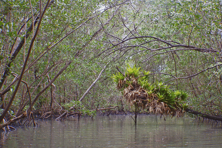 Paratybukten: halvdagsutflykt med kajak till mangroveskogen och stränderna