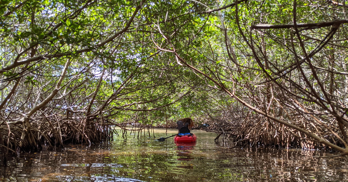 Tarpon Springs: Guided Anclote River Kayaking Tour | GetYourGuide